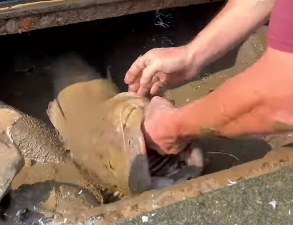 Giant Catfish in a Sunken Corvette: The Story Behind Adam Brown Adventures’ Viral Video