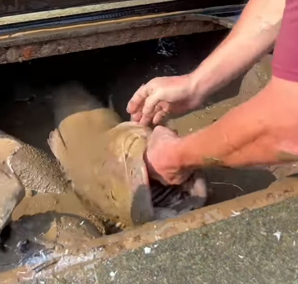 Giant Catfish in a Sunken Corvette: The Story Behind Adam Brown Adventures’ Viral Video