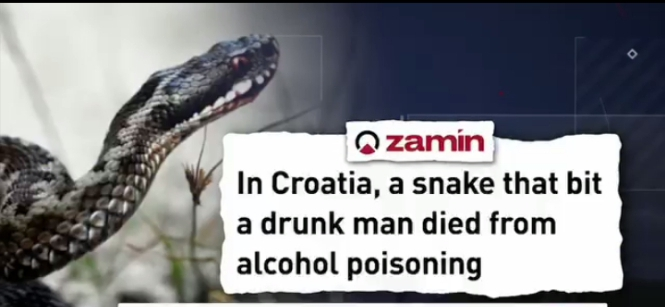 Alcohol Is the New Snake Repellant?” Viral Croatian Snake Story Sparks Reactions Online